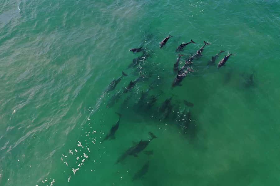 Knysna: Marine Life & Garden Route Coastline Tour - Who this cruise suits best, and who should think twice