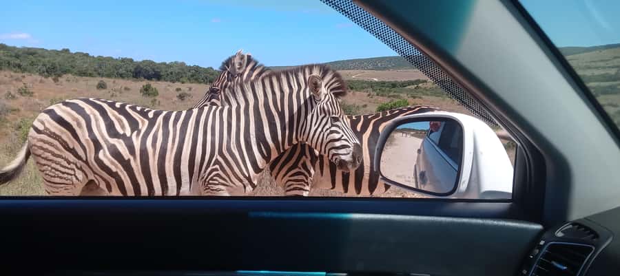KRAGGA KAMMA GAME PARK - Key things that make this Kragga Kamma tour work
