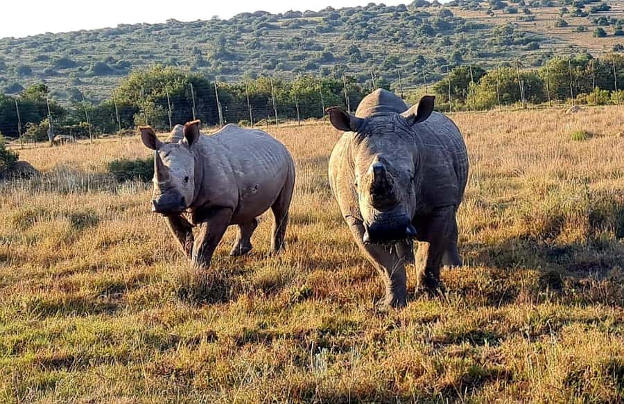 Kragga Kamma Game Park - Should you book Kragga Kamma Game Park?