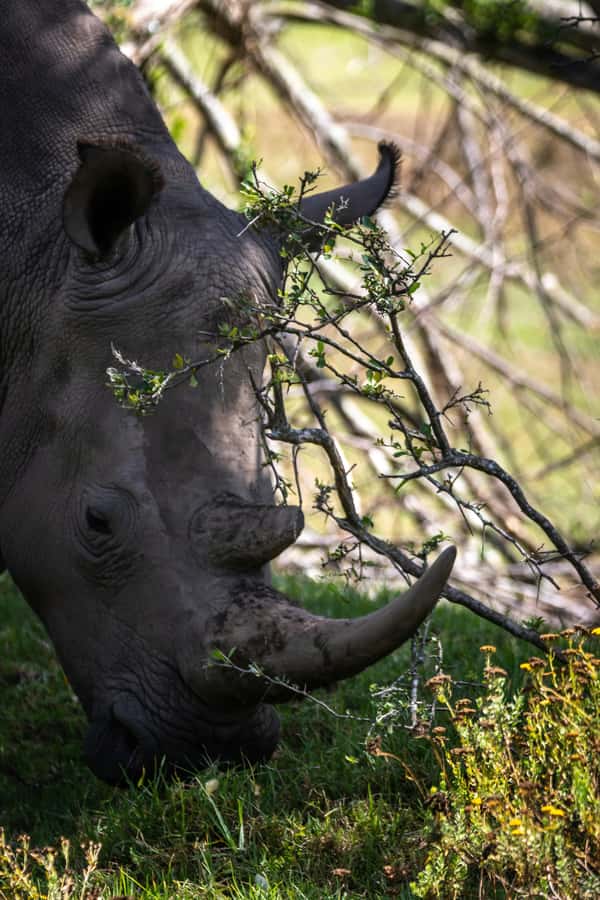 KRAGGA KAMMA GAME PARK - Why Kragga Kamma is a great short game-drive bet
