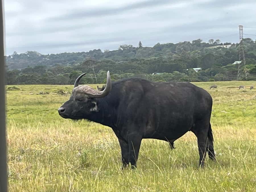 KRAGGA KAMMA GAME PARK - The zero-tolerance rule and why you get closer views