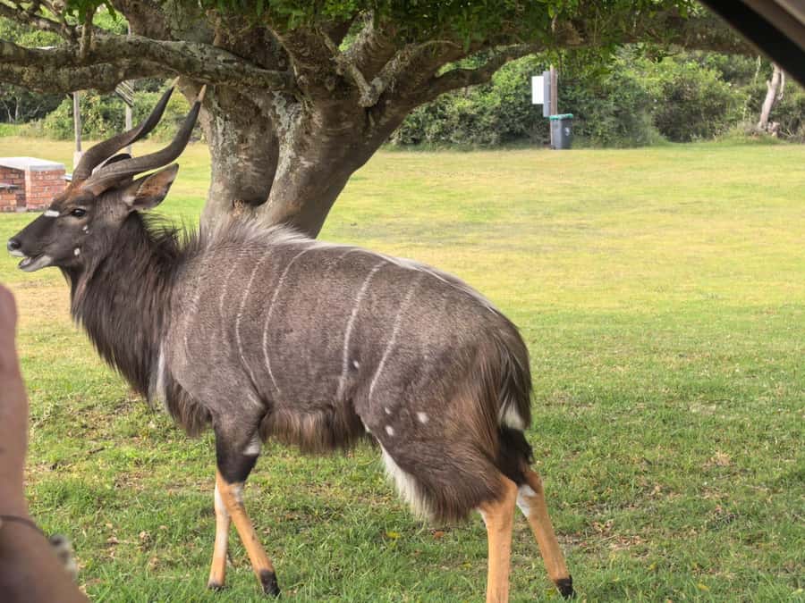 Kragga Kamma Game Park 4x4 & BBQ LUNCH - A 5-hour Port Elizabeth safari that actually feels like safari time