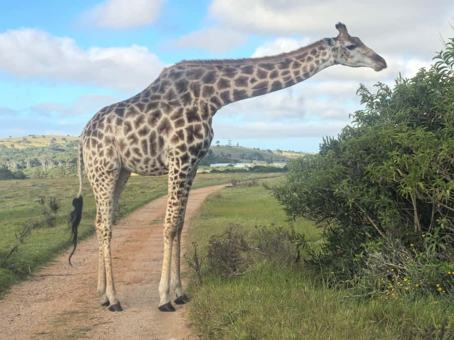 Kragga Kamma Game Park 4x4 & BBQ LUNCH - The 4x4 open game drive: what you can realistically look for