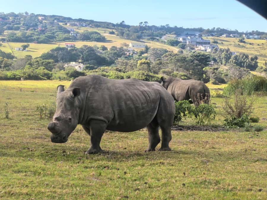 Kragga Kamma Game Park 4x4 & BBQ LUNCH - Price and value: why $143 can make sense for this 5-hour plan