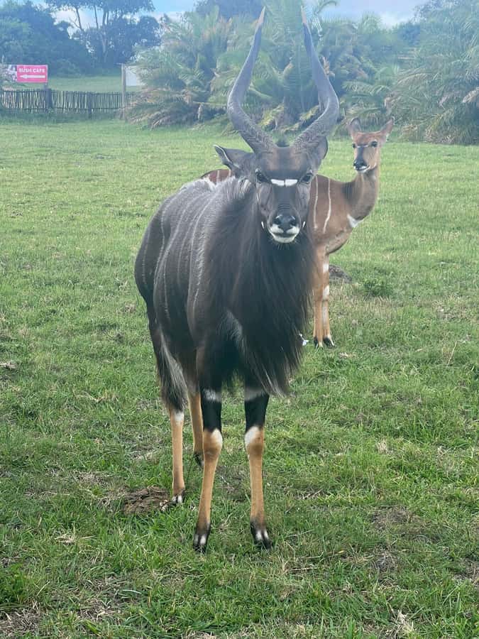 Kragga Kamma Game Park 4x4 & BBQ LUNCH - Should you book the Kragga Kamma 4x4 and BBQ lunch?