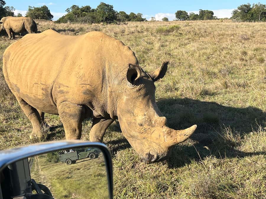 KRAGGA KAMMA GAME PARK - What you might see: white rhino, buffalo, cheetah, and more