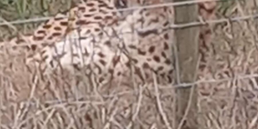 KRAGGA KAMMA GAME PARK - Photos without the binocular scramble