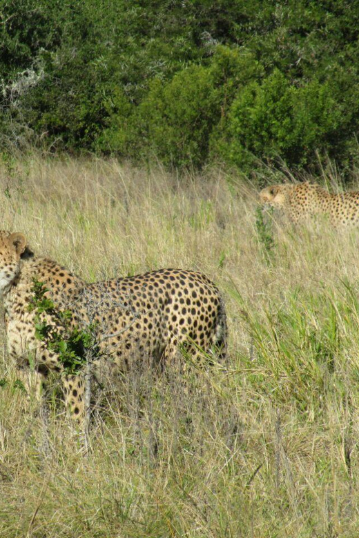 Kragga Kamma Game Park - Snacked-up safari: what fills the 4 to 6 hours