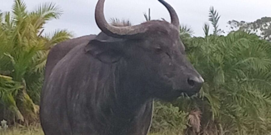 Kragga Kamma Game Park - Price and value at $121 per person