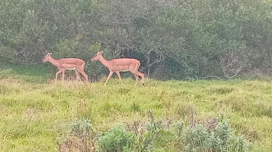 Kragga Kamma Game Park - Who should book, and who should plan differently