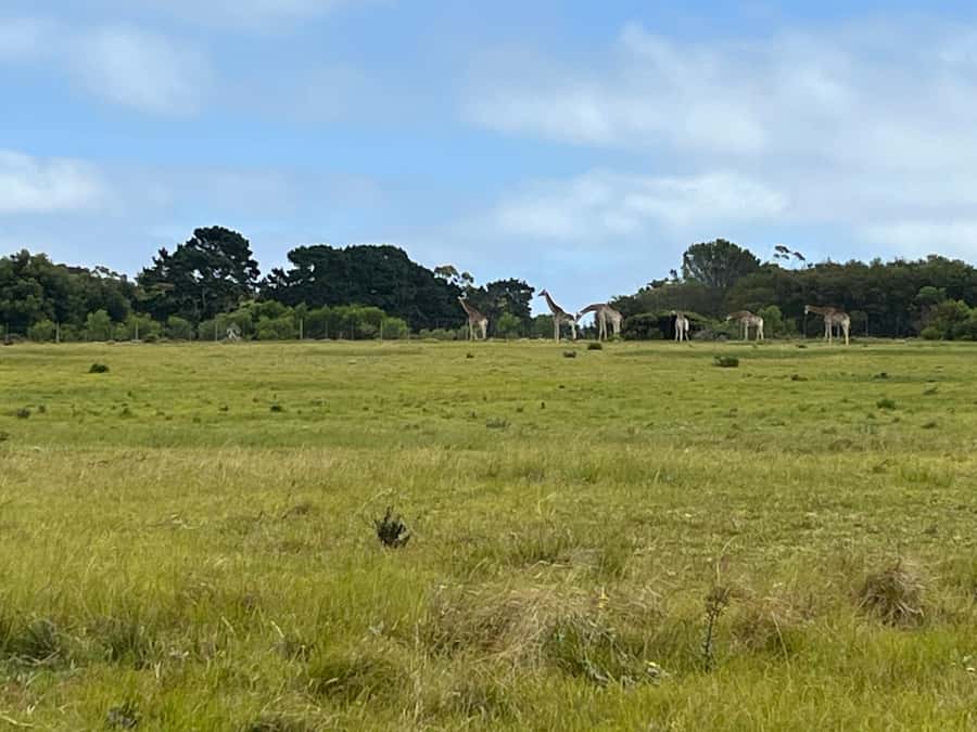 Kragga Kamma Game Park - Getting there from Port Elizabeth: short transfer, fast start
