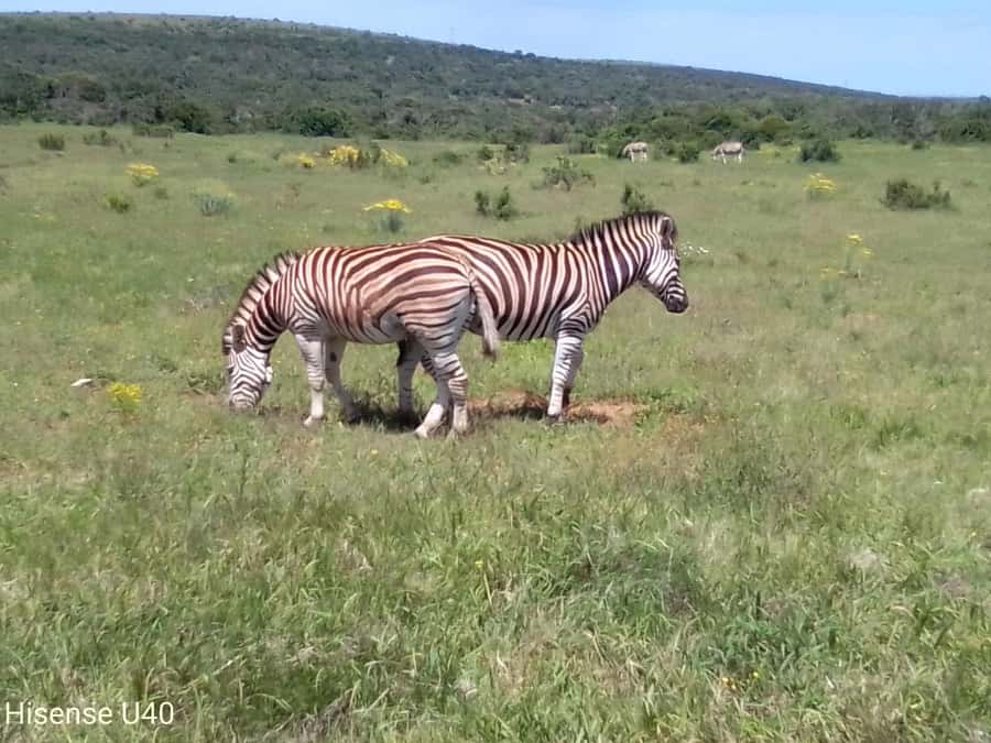 Kragga Kamma Safaris And Shore Excursions - Key highlights at a glance