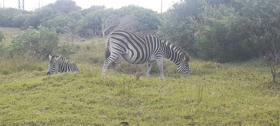 Kragga Kamma Safaris And Shore Excursions - Port Elizabeth To Kragga Kamma, The Short-Drive Safari
