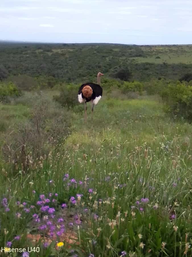 Kragga Kamma Safaris And Shore Excursions - Your 4-Hour Rhythm: Pickup, Jeep Time, And Safari Viewing