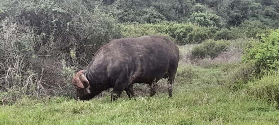 Kragga Kamma Safaris And Shore Excursions - Inside The Park: Big Five Species And Real-World Roaming