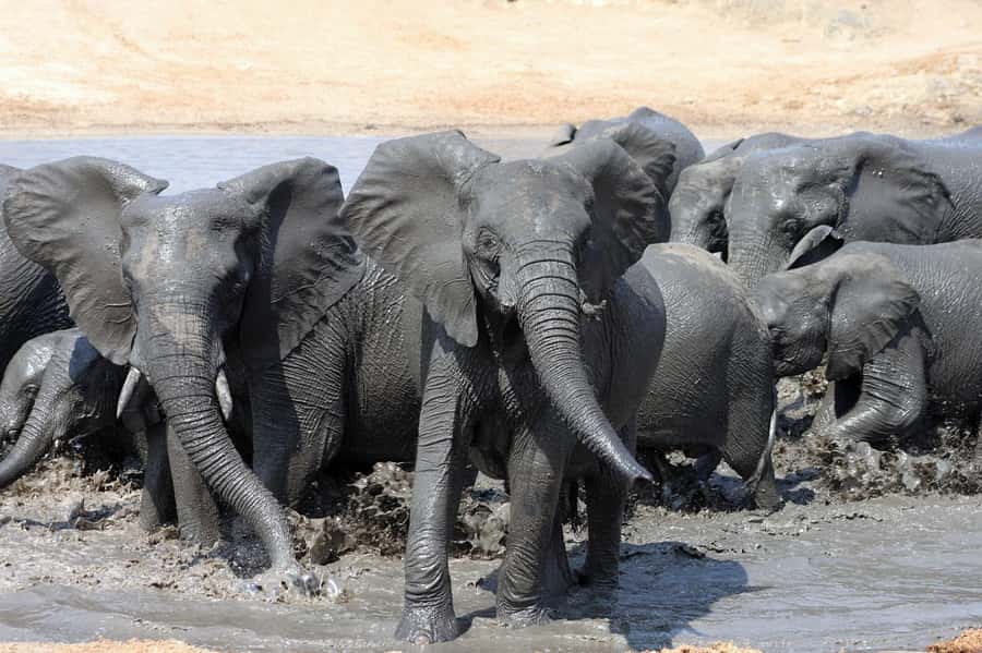 Kruger National Park: 3 Day Safari Tour - The Big Value Question: What You Pay For at $784