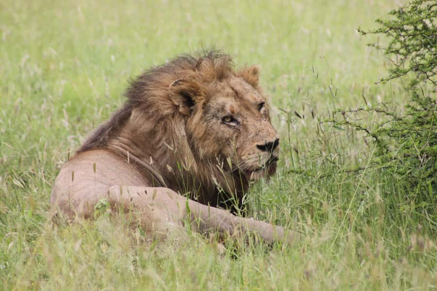 Kruger National Park: 3 Day Safari Tour - Day 2: The Orpen Gate Start and a Full Day Inside Kruger
