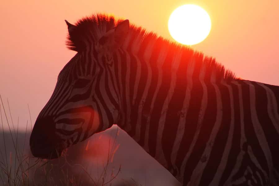 Kruger National Park: 3 Day Safari Tour - Guides Matter in Kruger, and This Group Puts Effort First