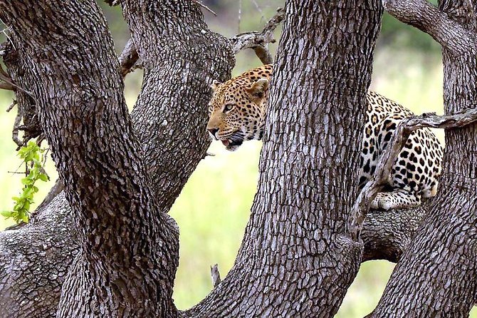 Kruger National Park 3 Days Best Ever Safari from Cape Town - Day 1 Safari Drive: A 5-Hour Kruger Welcome Without Overthinking It