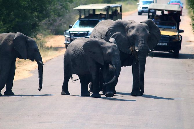 Kruger National Park 3 Days Best Ever Safari from Cape Town - Day 2 Full-Day Game Drive: The Best Odds for Lions, Elephants, and Cheetahs