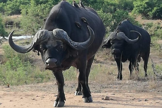 Kruger National Park 3 Days Best Ever Safari from Cape Town - Price and Logistics: Does $1,899 Per Person Feel Like Value?