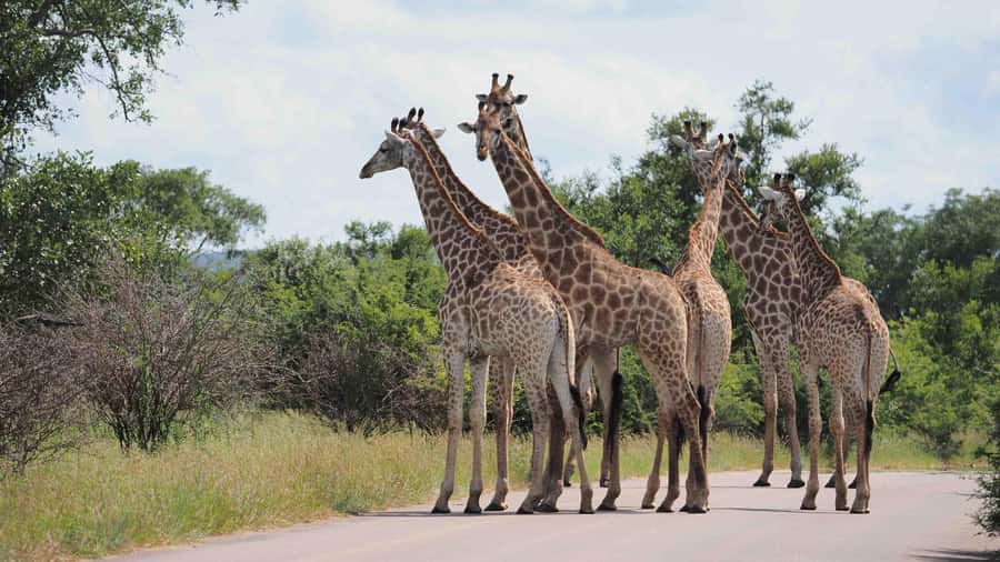 Kruger National Park 3 Days Best Ever Safari from Cape Town - Who This Safari Suits Best, and Who Might Be Happier Elsewhere