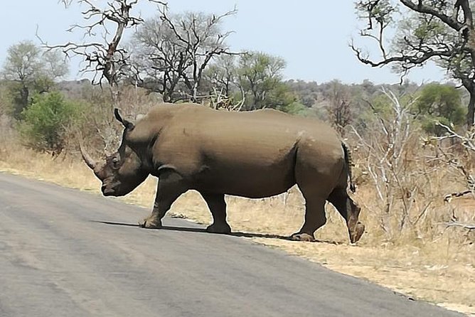 Kruger National Park 3 Days Best Ever Safari from Cape Town - Getting Picked Up, Landing in Mpumalanga, and Hitting the Safari Rhythm