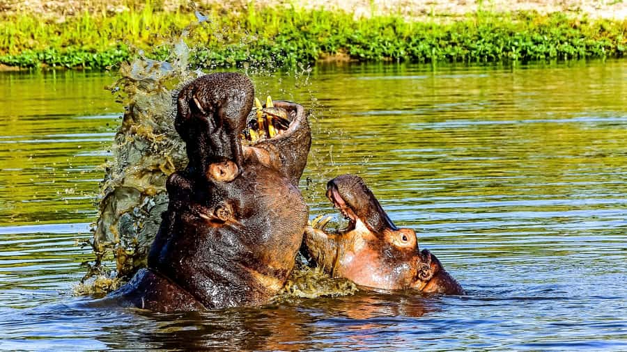 Kruger National Park: 3-Hour Walking Safari - Why a walking safari in Kruger changes wildlife spotting
