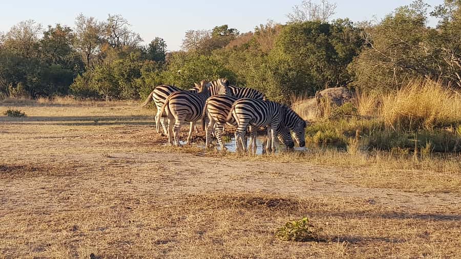 Kruger National Park: 3-Hour Walking Safari - The relaxed 3-hour track-and-bird walk