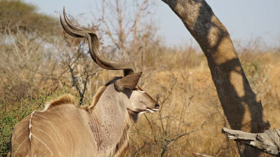 Kruger National Park: 3-Hour Walking Safari - Timing reality check: early pickup and gate waiting