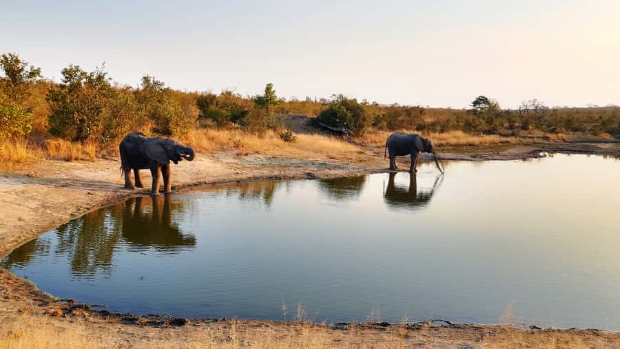 Kruger National Park: 3-Hour Walking Safari - Getting from Hazyview to the bush: the 4-hour flow