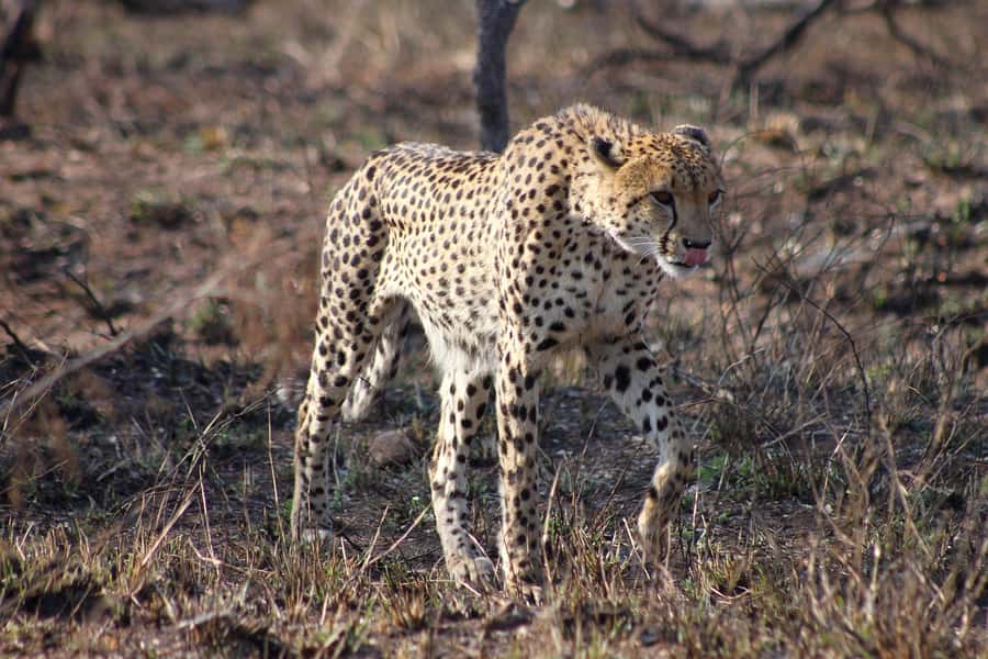 Kruger National Park - 4 Day Safari Tour - Why this safari rhythm hits different