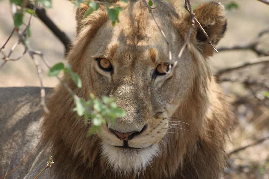 Kruger National Park - 4 Day Safari Tour - The private reserve sunset safari: Big Five energy in golden light