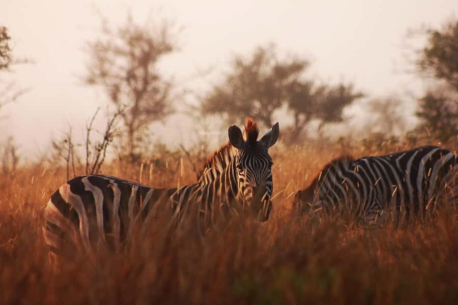 Kruger National Park - 4 Day Safari Tour - Day 1: Getting from Johannesburg to Hoedspruit, then chasing the sunset