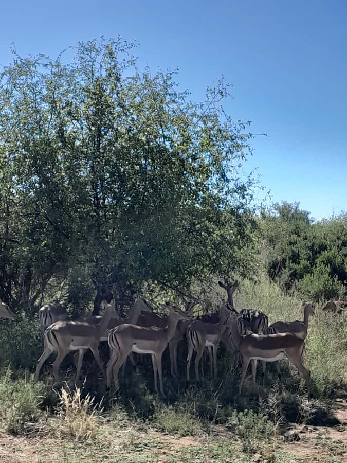 Kruger National Park: 4-Day Ultimate Safari Tour - Key highlights worth planning for