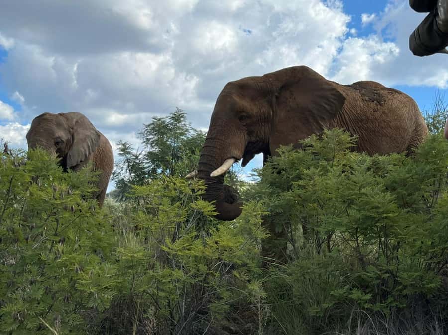 Kruger National Park: 4-Day Ultimate Safari Tour - Your lodge inside Kruger: comfortable nights with dinner to match the pace