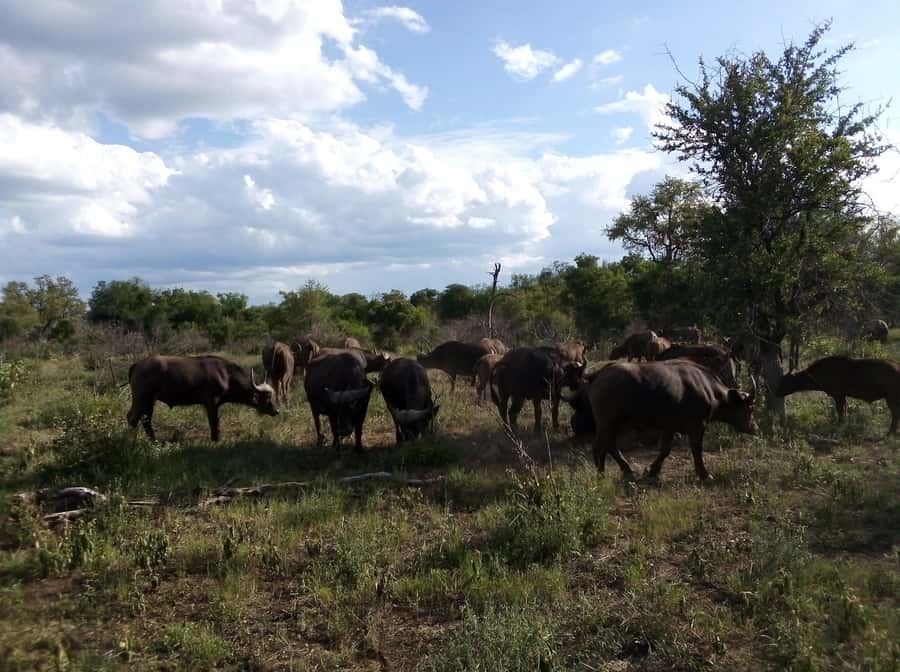 Kruger National Park: 4-Day Ultimate Safari Tour - Getting wildlife time: Kruger morning and afternoon drives from open 4x4 vehicles