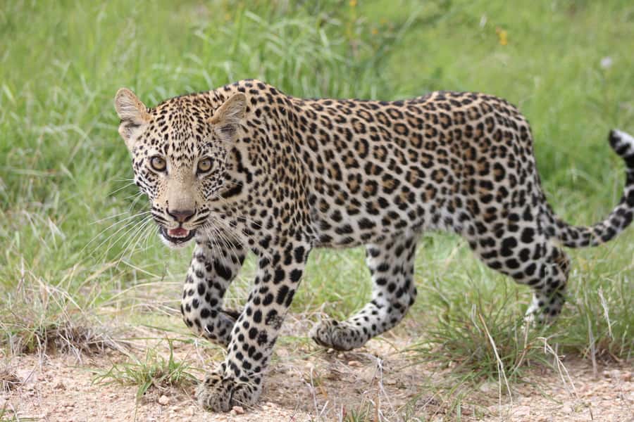 Kruger National Park - 5 Day Safari Tour - Starting in Johannesburg, then switching to safari time