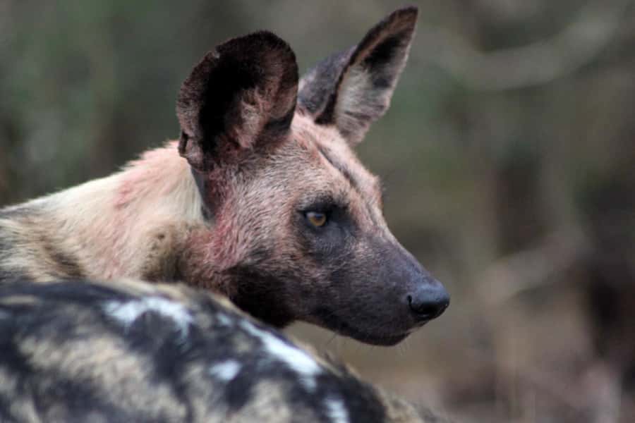 Kruger National Park - 5 Day Safari Tour - Price and what the $1,171 per person really covers