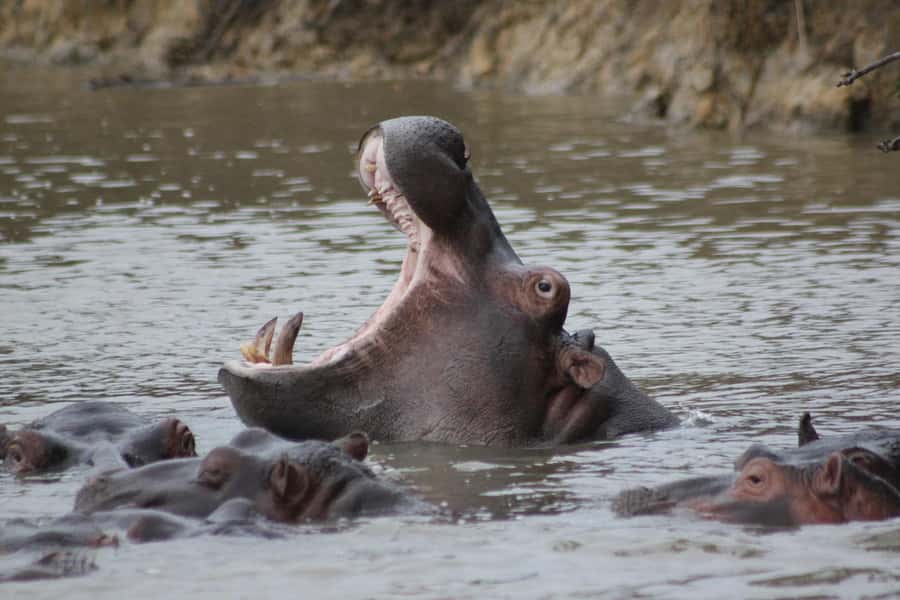 Kruger National Park - 5 Day Safari Tour - Hoedspruit private reserve sunset safari in a big 5 setting
