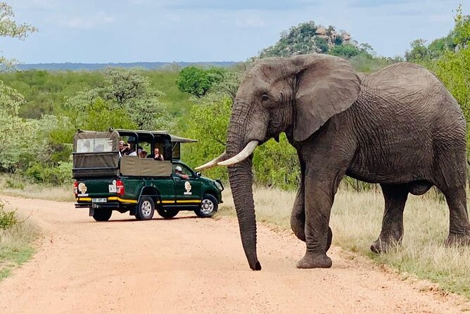 Kruger National Park Afternoon Private safari - Kruger’s Afternoon Timing, Starting at 1:30 pm