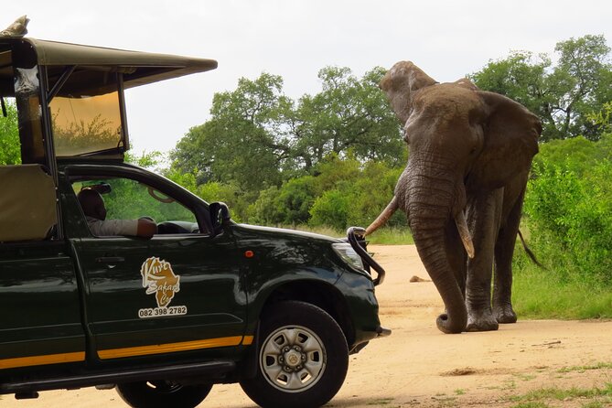 Kruger National Park Afternoon Private safari - Driver Matters: When You Get a Real Pro