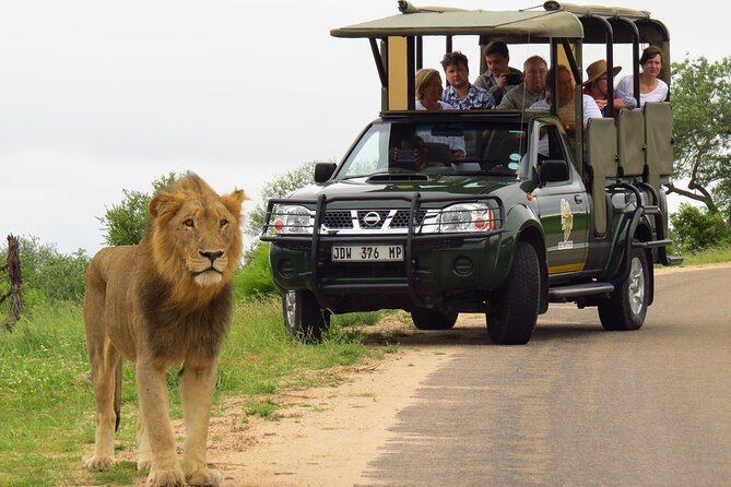 Kruger National Park Afternoon Private safari - Pickup, Timing, and Returning Back to Your Start Point