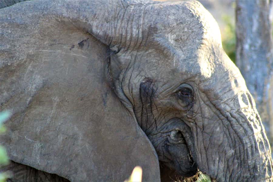 Kruger National Park Afternoon Safari - FAQ