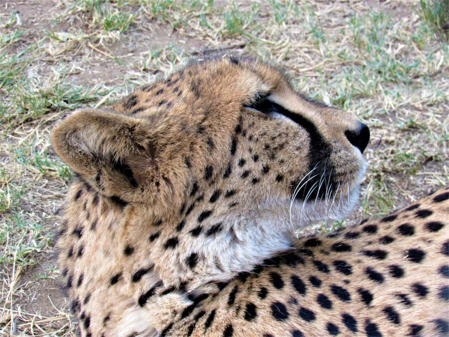 Kruger National Park Afternoon Safari - Hazyview to Kruger: how the half-day timing really works