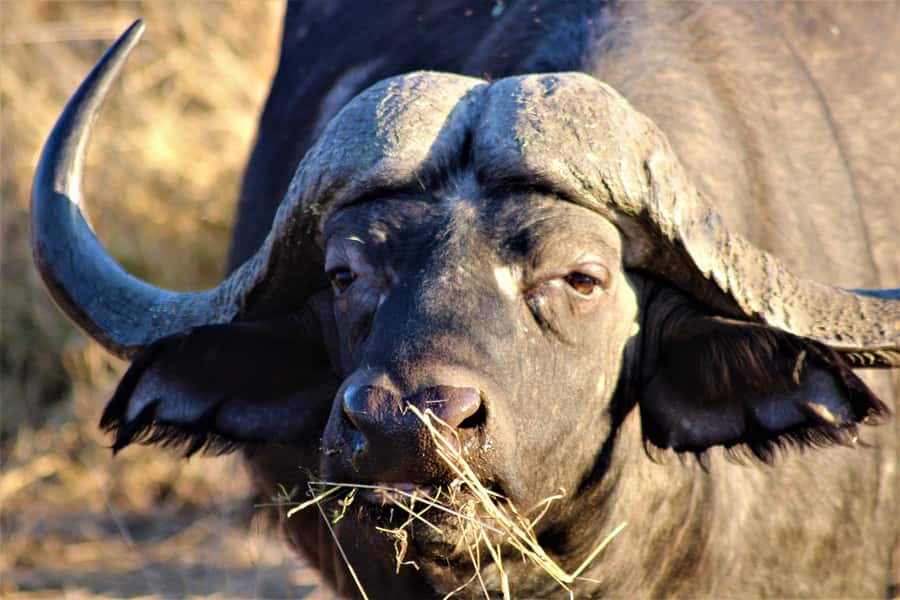 Kruger National Park Afternoon Safari - What you can realistically see in 5 hours: Big 5 chances plus the extras