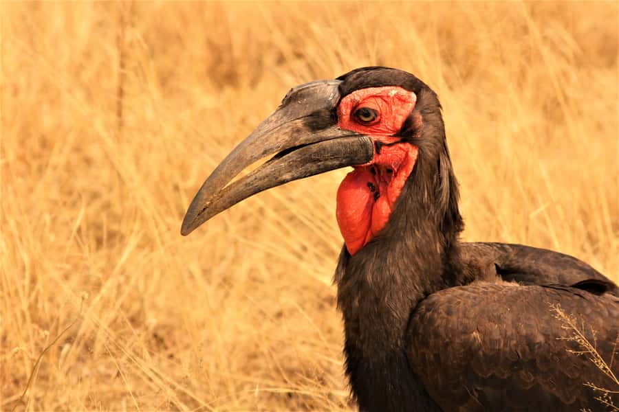 Kruger National Park Afternoon Safari - Culture and conservation stops, what to watch for when timing allows