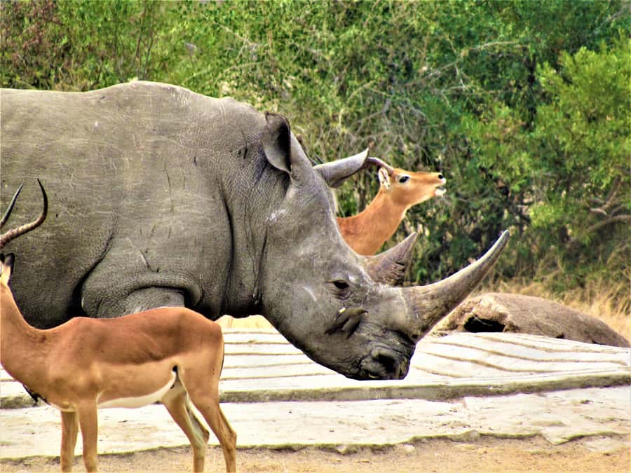 Kruger National Park Afternoon Safari - Price and extra fees: why budgeting matters for Kruger