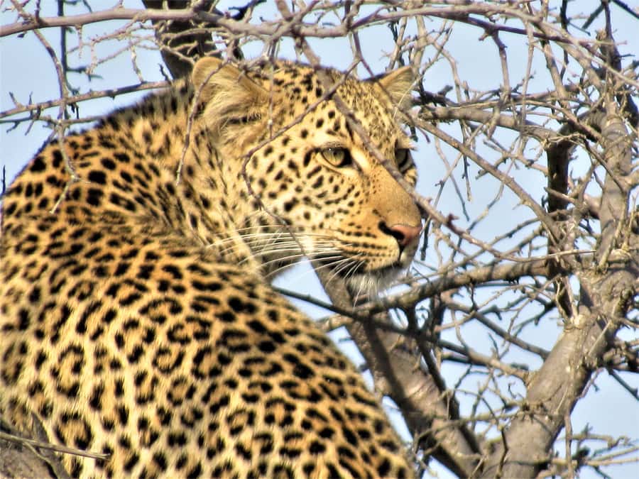 Kruger National Park Afternoon Safari - Who this Kruger afternoon safari suits best
