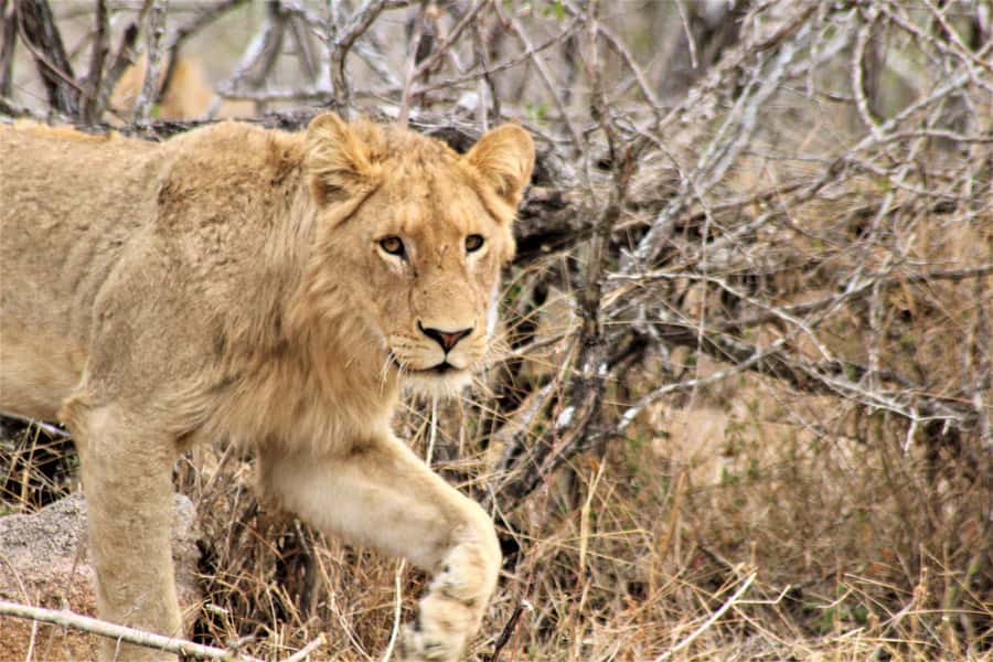 Kruger National Park Afternoon Safari - Should you book this Kruger afternoon safari?